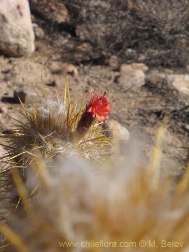Imágen de Oreocereus leucotrichus (viejito/chastudo). Haga un clic para aumentar parte de imágen.