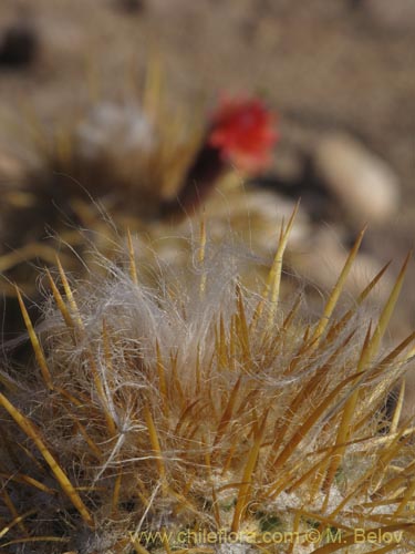 Imágen de Oreocereus leucotrichus (viejito/chastudo). Haga un clic para aumentar parte de imágen.