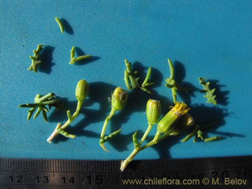 Imágen de Senecio sp. #2016 (). Haga un clic para aumentar parte de imágen.