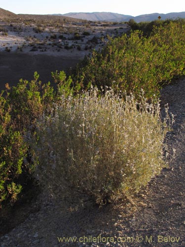 Lupinus oreophilis的照片