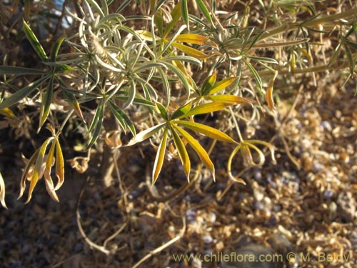 Lupinus oreophilis的照片