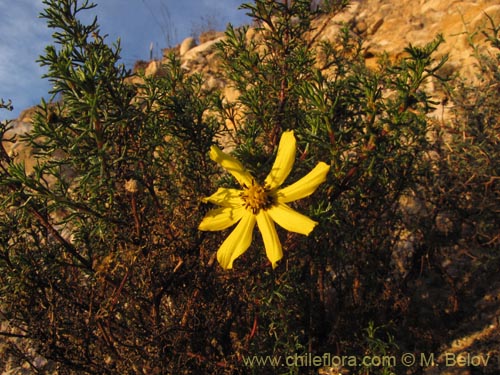 Image of Coreopsis suaveolens (). Click to enlarge parts of image.
