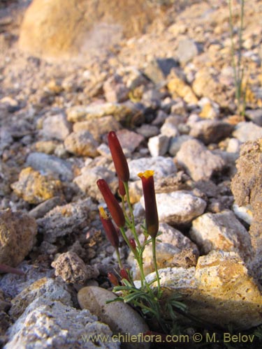 Tagetes multiflora의 사진