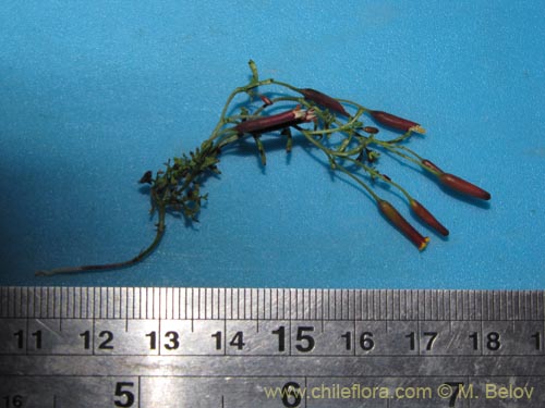 Tagetes multiflora의 사진