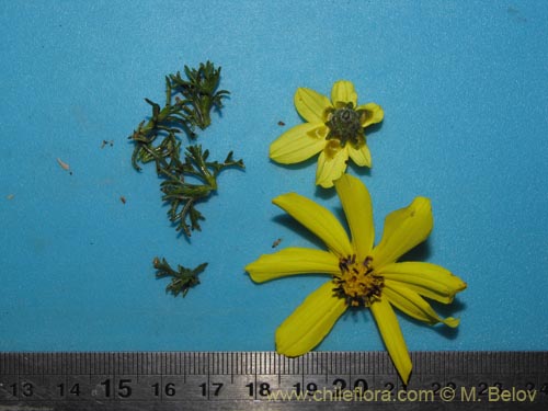 Image of Coreopsis suaveolens (). Click to enlarge parts of image.