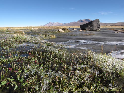 没断定的植物 sp. #2099的照片