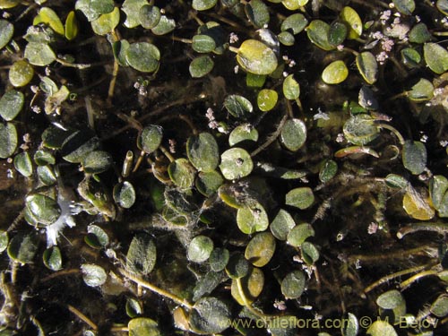 没断定的植物 sp. #2091的照片