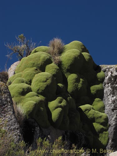 Bild von Azorella compacta (). Klicken Sie, um den Ausschnitt zu vergrössern.