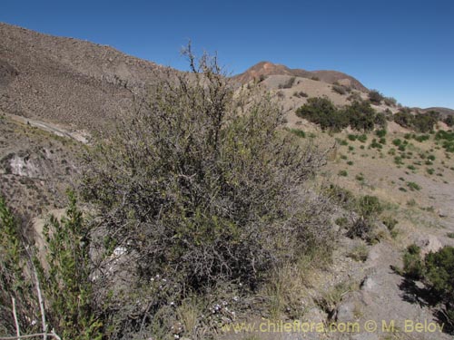 Image of Dunalia spinosa (). Click to enlarge parts of image.