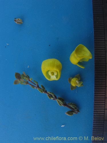 Bild von Calceolaria inamoena (). Klicken Sie, um den Ausschnitt zu vergrössern.