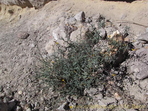 Image of Senecio sp. #2055 (). Click to enlarge parts of image.
