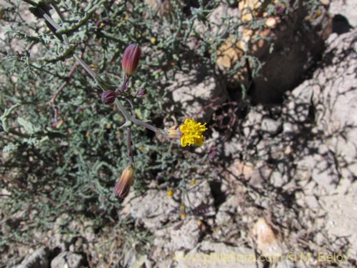 Image of Senecio sp. #2055 (). Click to enlarge parts of image.