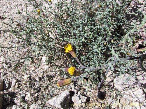 Image of Senecio sp. #2055 (). Click to enlarge parts of image.