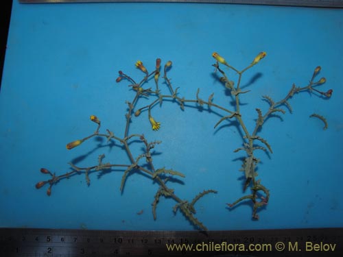 Image of Senecio sp. #2055 (). Click to enlarge parts of image.