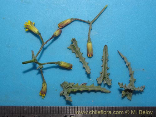 Image of Senecio sp. #2055 (). Click to enlarge parts of image.