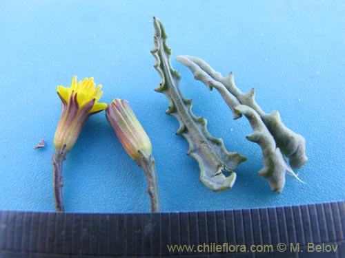 Image of Senecio sp. #2055 (). Click to enlarge parts of image.