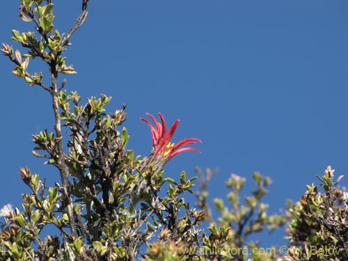 Image of Mutisia hamata (Chinchircoma/Flora de la estrella/Flor de la granada/Clavel del Campo). Click to enlarge parts of image.