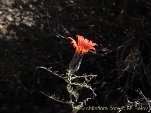 Image of Mutisia hamata (Chinchircoma/Flora de la estrella/Flor de la granada/Clavel del Campo). Click to enlarge parts of image.
