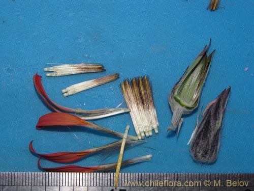 Mutisia hamata의 사진