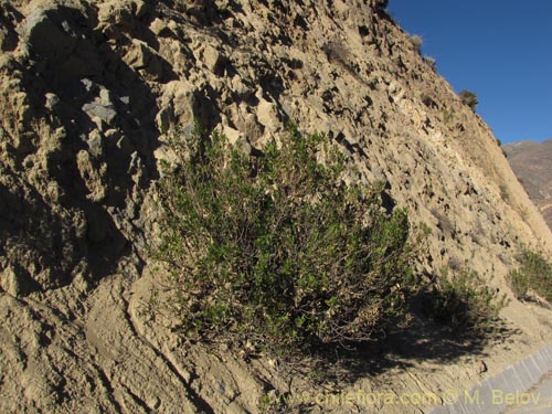 Bild von Baccharis alnifolia (). Klicken Sie, um den Ausschnitt zu vergrössern.