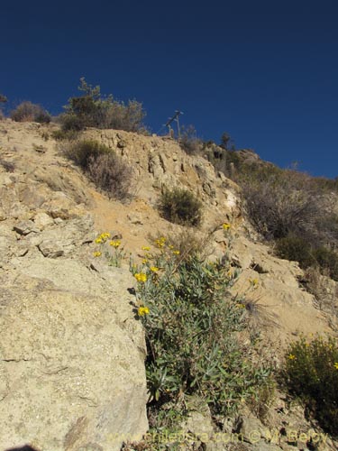 Image of Senecio sp. #1987 (). Click to enlarge parts of image.