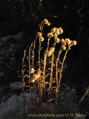 Bild von Asteraceae sp. #1982 (). Klicken Sie, um den Ausschnitt zu vergrössern.