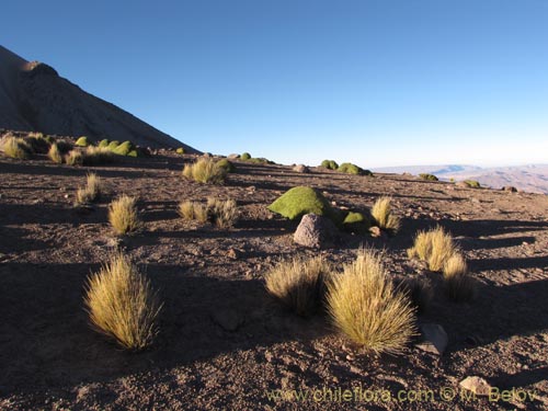 Image of Festuca sp. #2114 (). Click to enlarge parts of image.