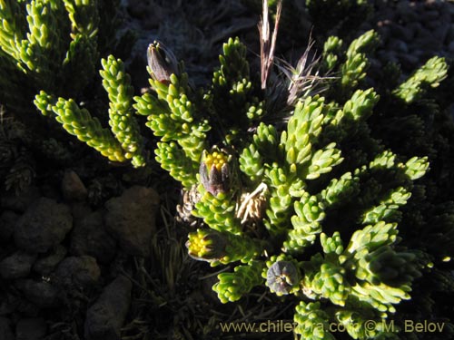 Image of Asteraceae sp. #2083 (). Click to enlarge parts of image.