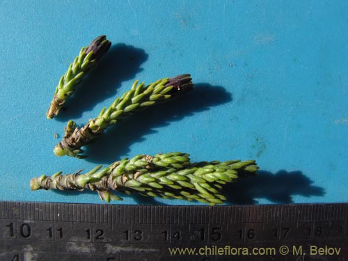 Bild von Asteraceae sp. #2083 (). Klicken Sie, um den Ausschnitt zu vergrössern.