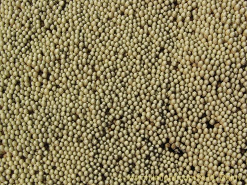 Bild von Pycnophyllum bryoides (Llaretilla/Tacsana). Klicken Sie, um den Ausschnitt zu vergrössern.