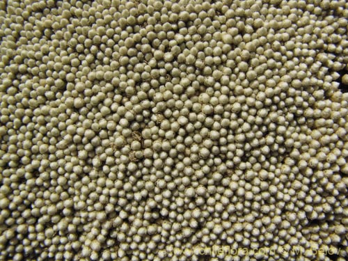 Bild von Pycnophyllum bryoides (Llaretilla/Tacsana). Klicken Sie, um den Ausschnitt zu vergrössern.