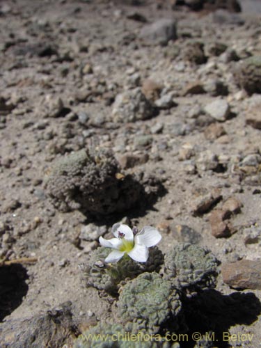 Nototriche sp. #2084の写真