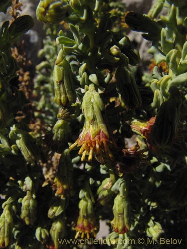 Image of Senecio nutans (). Click to enlarge parts of image.