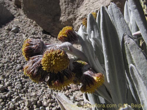 Bild von Senecio zoellneri (). Klicken Sie, um den Ausschnitt zu vergrössern.