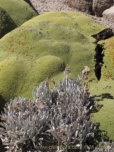 Bild von Senecio zoellneri (). Klicken Sie, um den Ausschnitt zu vergrössern.