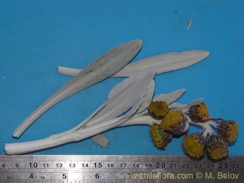 Bild von Senecio zoellneri (). Klicken Sie, um den Ausschnitt zu vergrössern.