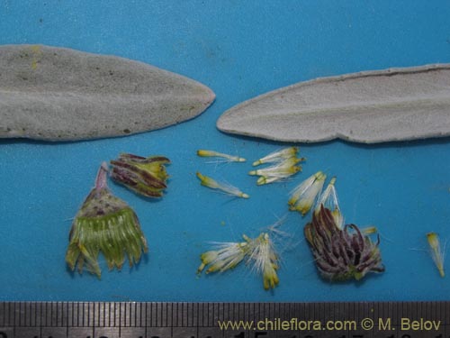 Bild von Senecio zoellneri (). Klicken Sie, um den Ausschnitt zu vergrössern.