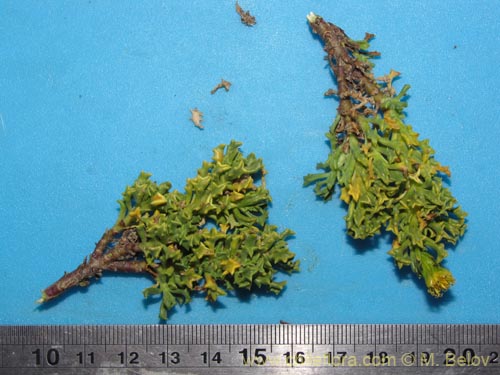 Image of Senecio sp. #2111 (). Click to enlarge parts of image.