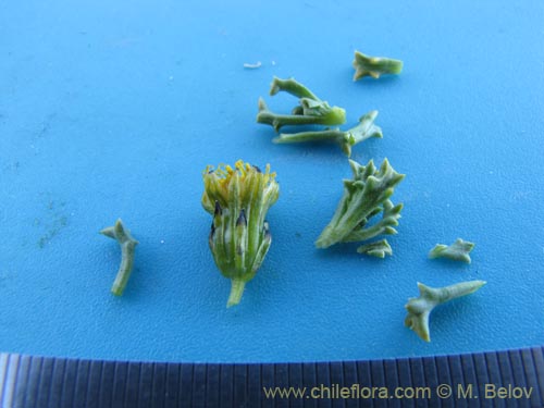 Image of Senecio sp. #2111 (). Click to enlarge parts of image.