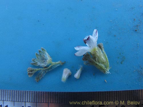 Nototriche sp. #2084の写真