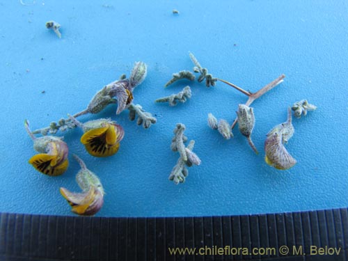 Bild von Adesmia sp. #3152 (). Klicken Sie, um den Ausschnitt zu vergrössern.