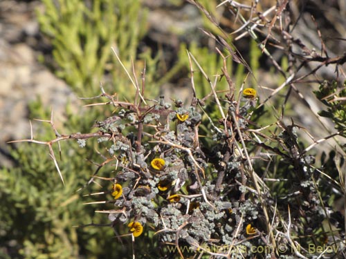 Bild von Adesmia sp. #3152 (). Klicken Sie, um den Ausschnitt zu vergrössern.