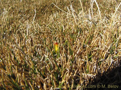 Image of Oxychloe andina (). Click to enlarge parts of image.