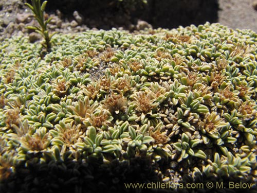 Bild von Werneria aretioides (). Klicken Sie, um den Ausschnitt zu vergrössern.