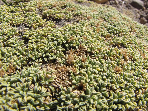 Bild von Werneria aretioides (). Klicken Sie, um den Ausschnitt zu vergrössern.