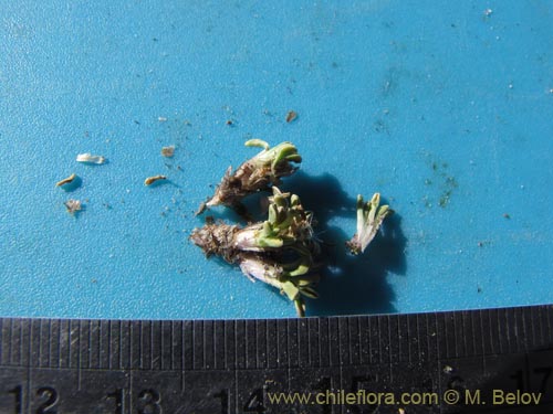 Bild von Werneria aretioides (). Klicken Sie, um den Ausschnitt zu vergrössern.