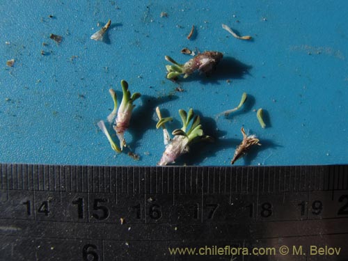 Bild von Werneria aretioides (). Klicken Sie, um den Ausschnitt zu vergrössern.