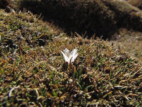 Image of Unidentified Plant sp. #3003 (). Click to enlarge parts of image.