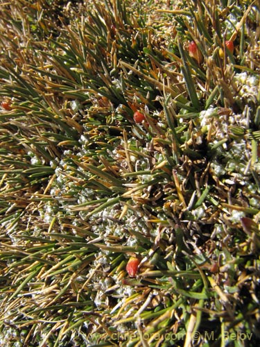 Image of Oxychloe andina (). Click to enlarge parts of image.