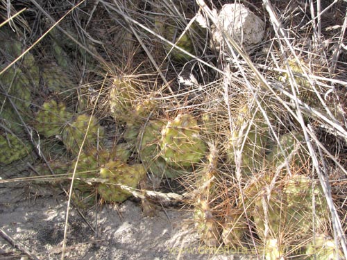 Bild von Tunilla chilensis (). Klicken Sie, um den Ausschnitt zu vergrössern.